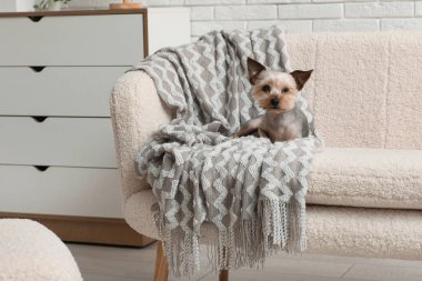 Şirin küçük Yorkshire teriyer köpeği evdeki kanepede uzanıyor.