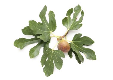 Beyaz arkaplanda yaprakları olan taze incir