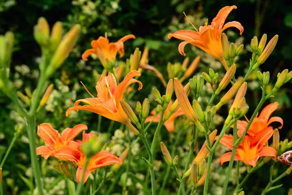 Beautiful Orange Lily Flowers Blooming Garden Closeup — Stock Photo, Image