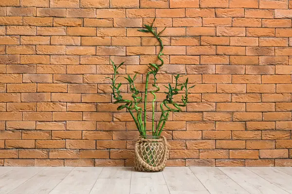 Yerde tuğla duvarın yanında bambu saplı vazo.