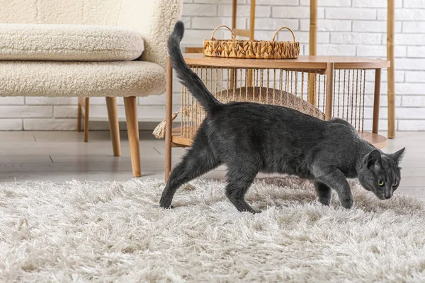 Niedliche Britische Katze Auf Teppich Heimischen Wohnzimmer — Stockfoto