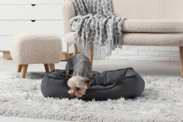 かわいい小さなヨークシャーテリア犬は 自宅のリビングルームでペットベッドと — ストック写真