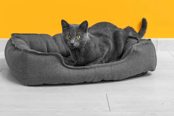 Niedliche Britische Katze Liegt Haustierbett Auf Dem Boden Der Nähe — Stockfoto