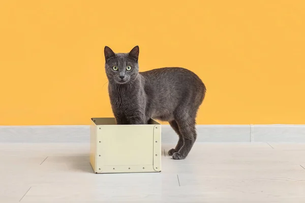 Cute British cat with box on floor near yellow wall