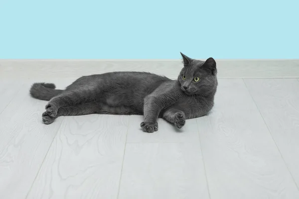Cute British Cat Lying Floor Blue Wall — Stock Photo, Image