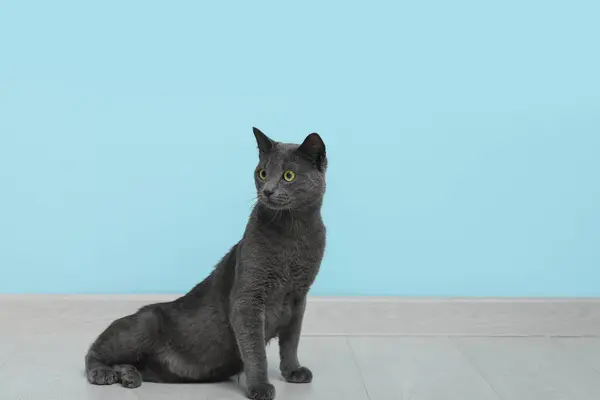 Cute British Cat Sitting Floor Blue Wall — Stock Photo, Image