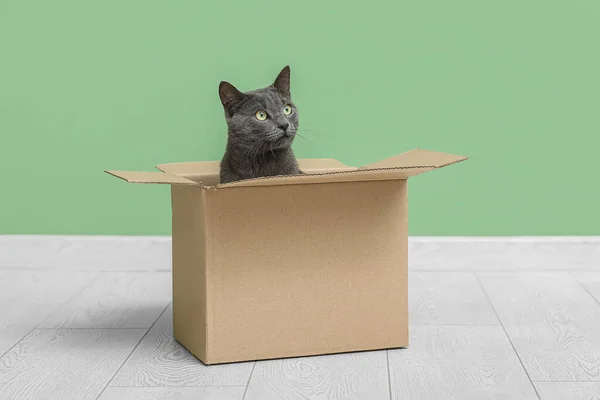 Cute British cat sitting in box on floor near green wall