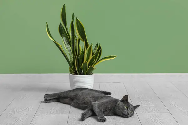Niedliche Britische Katze Mit Zimmerpflanze Liegt Auf Dem Boden Neben — Stockfoto