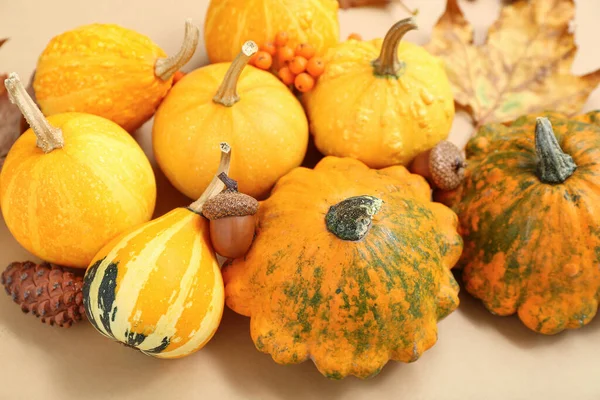 Autumn Composition Pumpkins Acorns Viburnum Beige Background — Stock Photo, Image