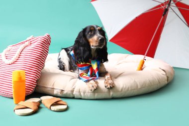 Yeşil arka planda plaj aksesuarları olan sevimli cocker spaniel.