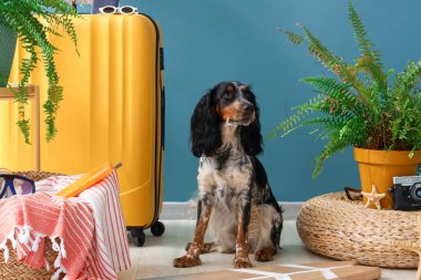 Mavi duvarın yanında sörf tahtası ve plaj aksesuarları olan şirin bir cocker spaniel.