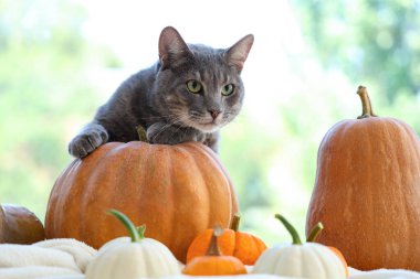 Evinin penceresinin yanında balkabağı olan sevimli bir kedi.