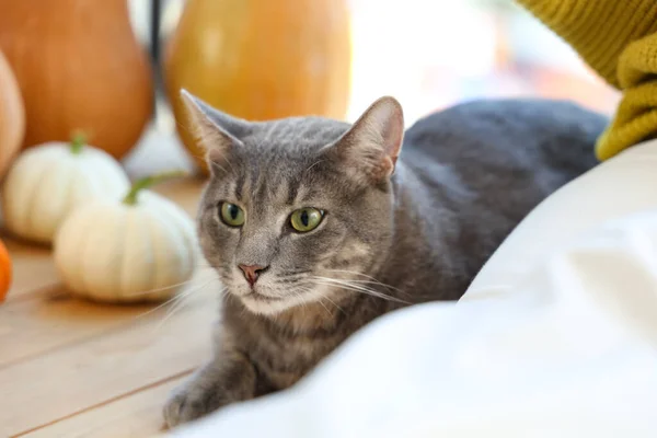 Cute cat with owner and Halloween pumpkins near window at home, closeup