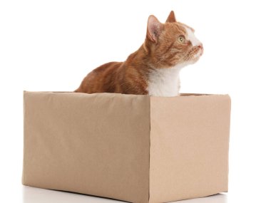 Beyaz arka planda karton kutuda komik bir kedi