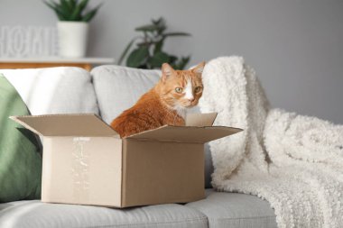 Evdeki kanepede karton kutudaki komik kedi.