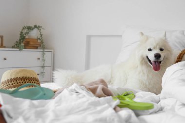 Beyaz Samoyed köpeği yatak odasında yazlık giysileri var.