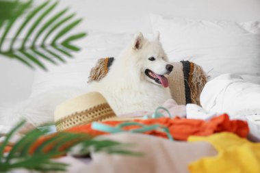 Beyaz Samoyed köpeği yatak odasında yazlık giysileri var.