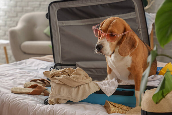 Cute Beagle dog in suitcase with summer clothes at home