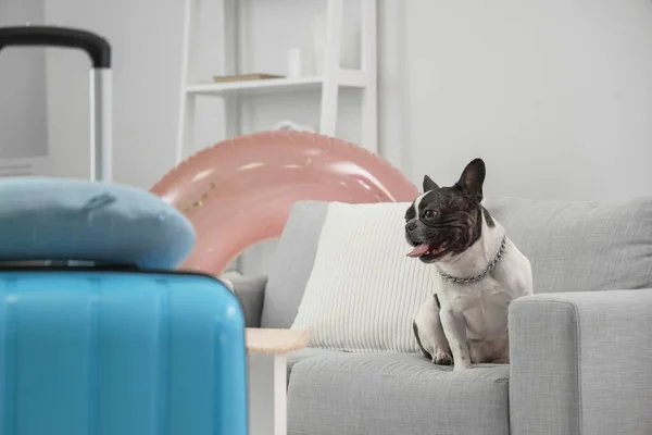 French bulldog on sofa at home