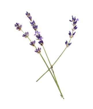Beyaz arka planda güzel lavanta çiçekleri dalları