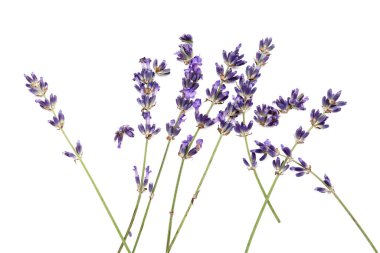 Beyaz arka planda güzel lavanta çiçekleri dalları