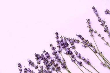 Açık mor arkaplanda güzel lavanta çiçekleri dalları