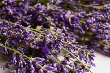 Beyaz arka planda güzel lavanta çiçekleri dalları, yakın plan