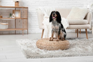 Şirin cocker spaniel oturma odasında rattan puf üzerine oturuyor.