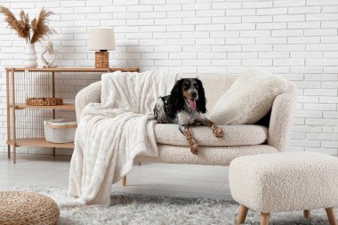 Tatlı cocker spaniel oturma odasında beyaz kanepede yatıyor.