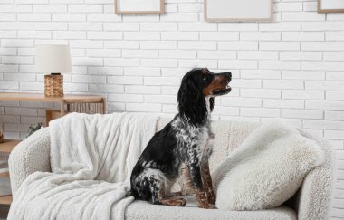 Oturma odasındaki beyaz koltukta tatlı cocker spaniel.