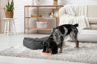 Tatlı cocker spaniel oturma odasındaki kaseden su içiyor.