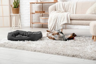 Şirin cocker spaniel oturma odasındaki yumuşak halıda yatıyor.