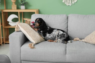 Oturma odasındaki gri koltukta oyuncak taşıyan şirin cocker spaniel.