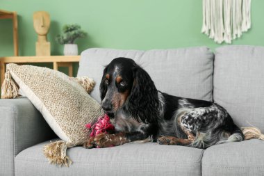 Oturma odasındaki gri koltukta oyuncak taşıyan şirin cocker spaniel.