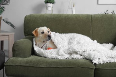 Oturma odasındaki kanepede battaniyeli şirin Labrador köpeği.