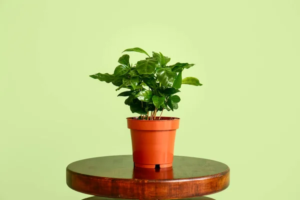 Zimmerpflanze Auf Tisch Nahe Grüner Mauer — Stockfoto