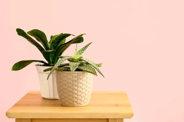粉红墙边桌子上的绿色家居植物 — 图库照片