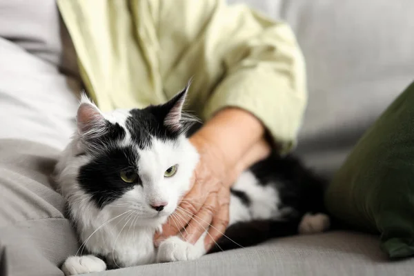 Cute cat with owner resting on sofa at home
