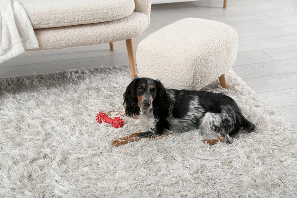 Tatlı cocker spaniel oyuncağıyla oturma odasında pofuduk halıda yatıyor.