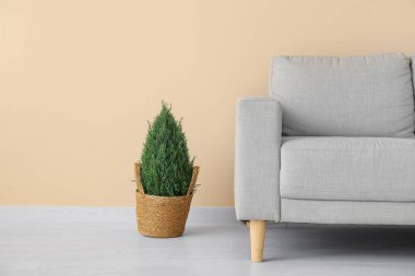 Gri kanepe ve bej duvarın yanındaki hasır kapta dekoratif ağaç.
