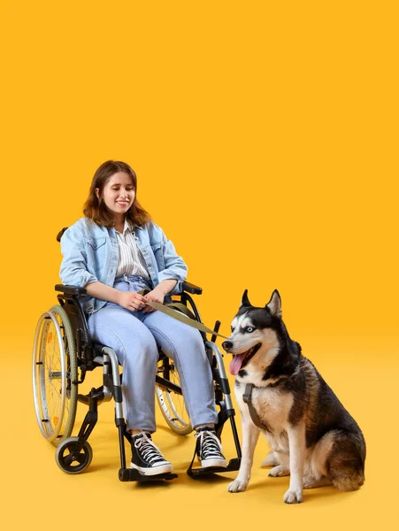 Young woman in wheelchair and with husky dog on yellow background