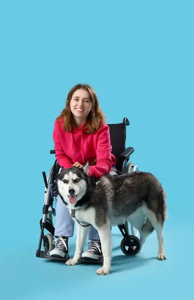 stock image Young woman in wheelchair and with husky dog on light blue background