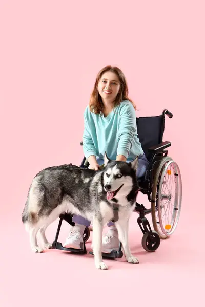 Young woman in wheelchair and with husky dog on pink background