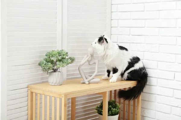 Oturma Odasındaki Ahşap Raflarda Duran Sevimli Kedi — Stok fotoğraf