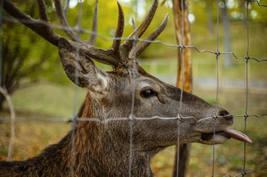 Güz parkındaki güzel geyik, yakın plan.