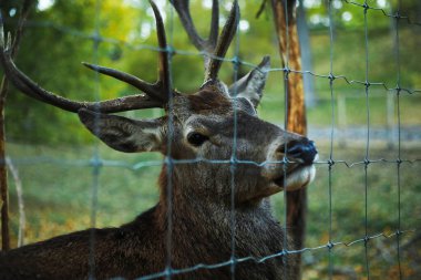 Güz parkındaki güzel geyik, yakın plan.