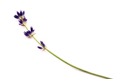 Beyaz arka planda güzel lavanta çiçekleri dalları, yakın plan.