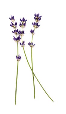 Beyaz arka planda güzel lavanta çiçekleri dalları