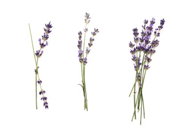 Beyaz arka planda güzel lavanta çiçekleri dalları