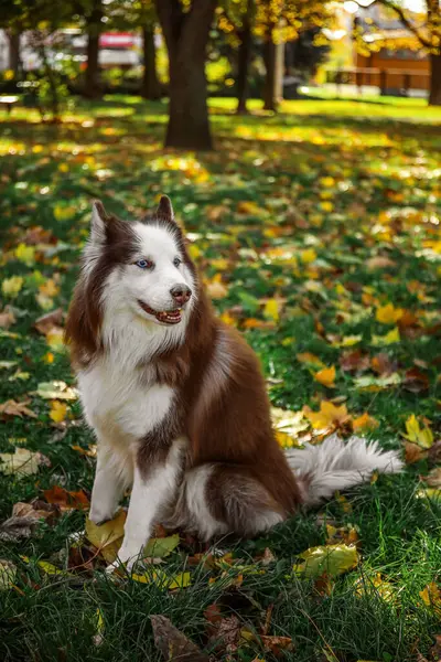 Cão Husky Bonito Sentado Parque Outono — Fotografia de Stock